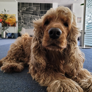 Bella